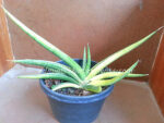 Sansevieria " PATENS Yellow Vareigated " - Image 4