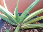 Sansevieria " PATENS Yellow Vareigated " - Image 5