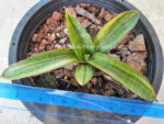 Sansevieria " PATENS Yellow Vareigated " - Image 6