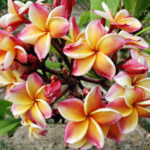 Plumeria " Peanang Peach "