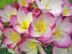 Plumeria " Phatum Girl " - Image 2