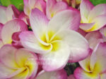 Plumeria " Phatum Girl "