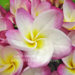 Plumeria " Phatum Girl "