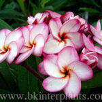 Plumeria " Phet Nam Eak "