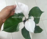 Philodendron White Knight Variegated