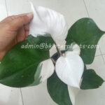 Philodendron White Knight Variegated