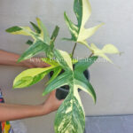 Philodendron Florida Beauty Variegated