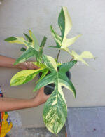 Philodendron Florida Beauty Variegated