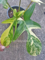 Philodendron Florida Beauty Variegated - Image 2