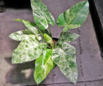Philodendron Giganteum Blizzard Variegated - Image 3