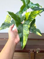 Philodendron Angela Variegated - Image 3