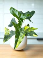 Philodendron Angela Variegated - Image 2