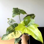 Philodendron Angela Variegated