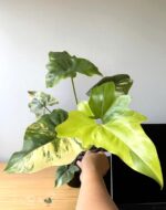 Philodendron Angela Variegated - Rare Variegated Aroid - BK Interplants