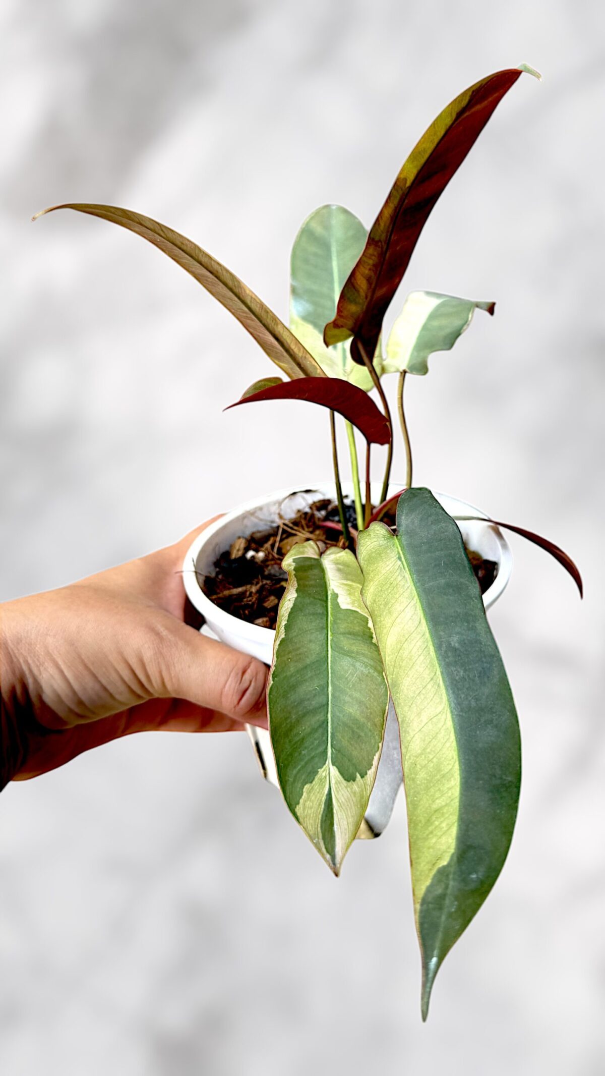 Philodendron Atabapoense Variegated - Image 3