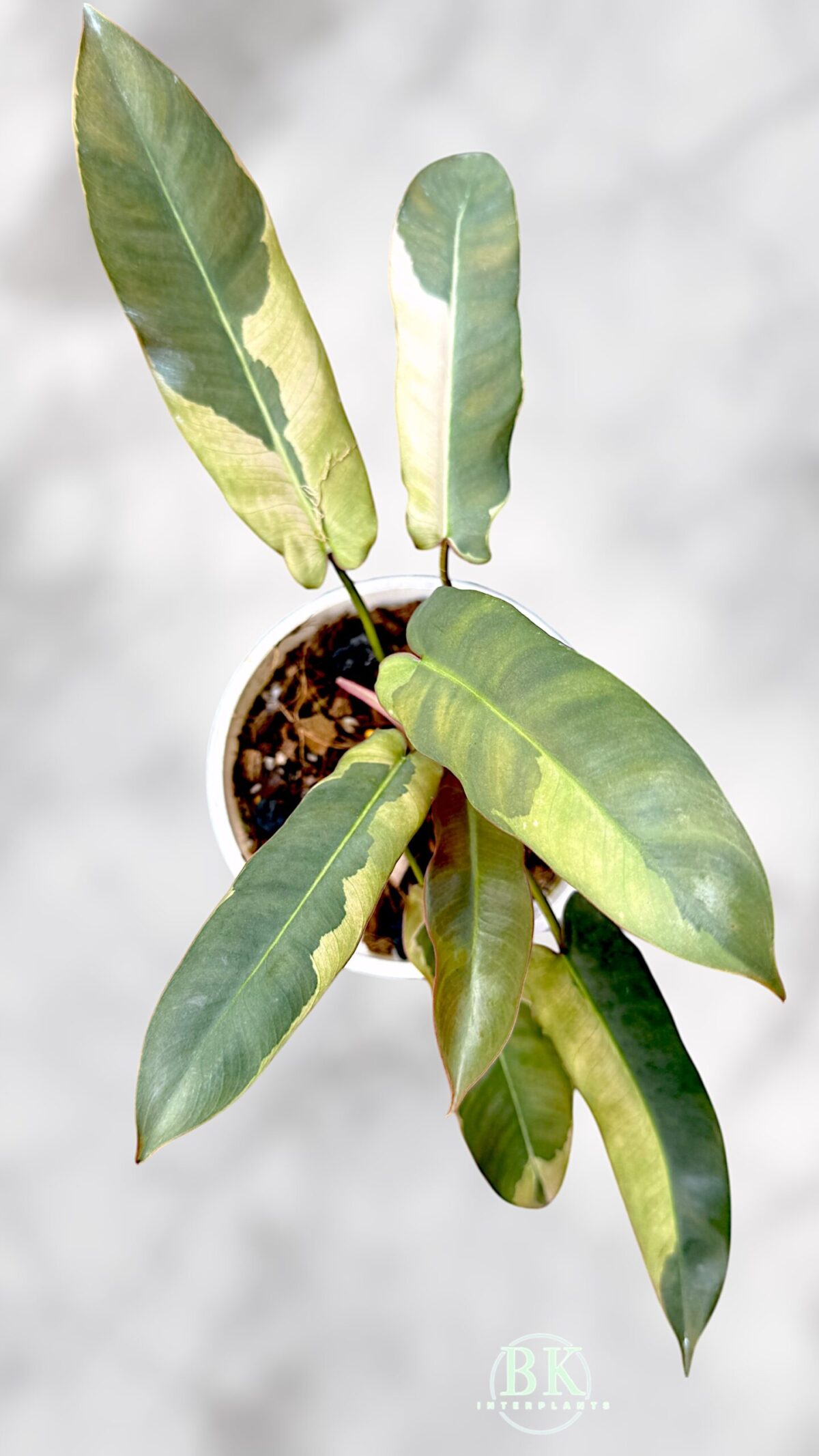 Philodendron Atabapoense Variegated - Image 2