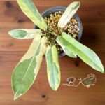 Philodendron Atabapoense Variegated