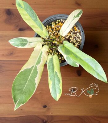 Rare Philodendron Atabapoense Variegated plant with stunning elongated leaves and vibrant yellow variegation.