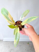 Philodendron Atabapoense Variegated - Image 5