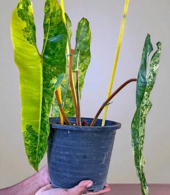 Philodendron Billietiae Variegated Orange rare plant