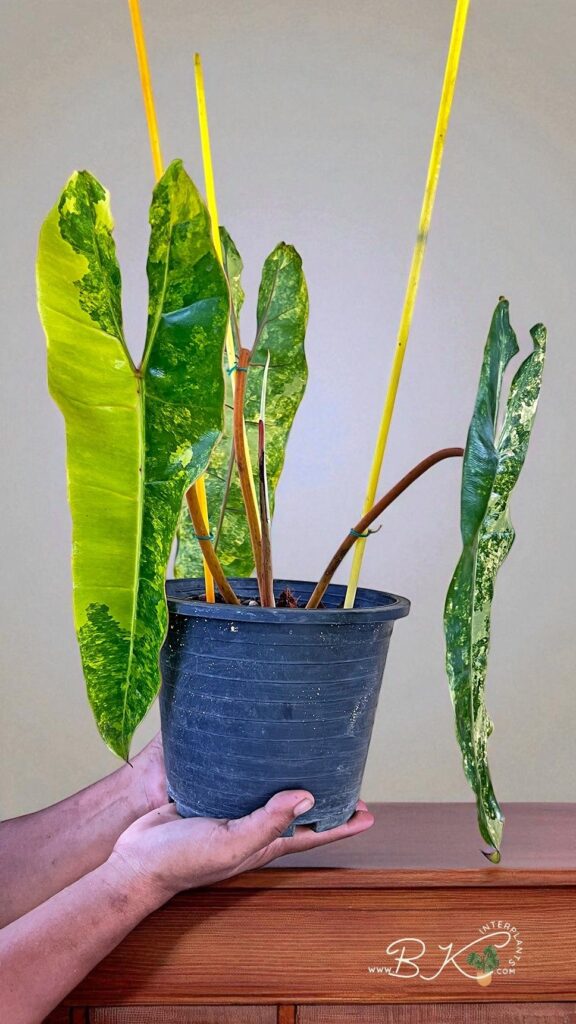Philodendron Billietiae Variegated Orange rare plant