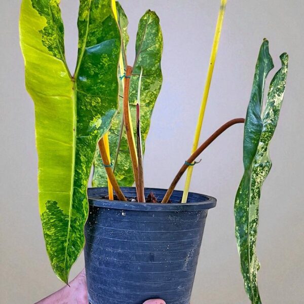 Philodendron Billietiae Variegated Orange rare plant