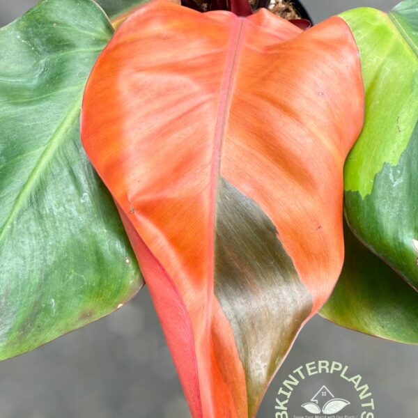 Philodendron Black Cardinal Hybrid Variegated Rare Aroid