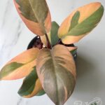 5 Plants Philodendron Black Cadinal variegated size S