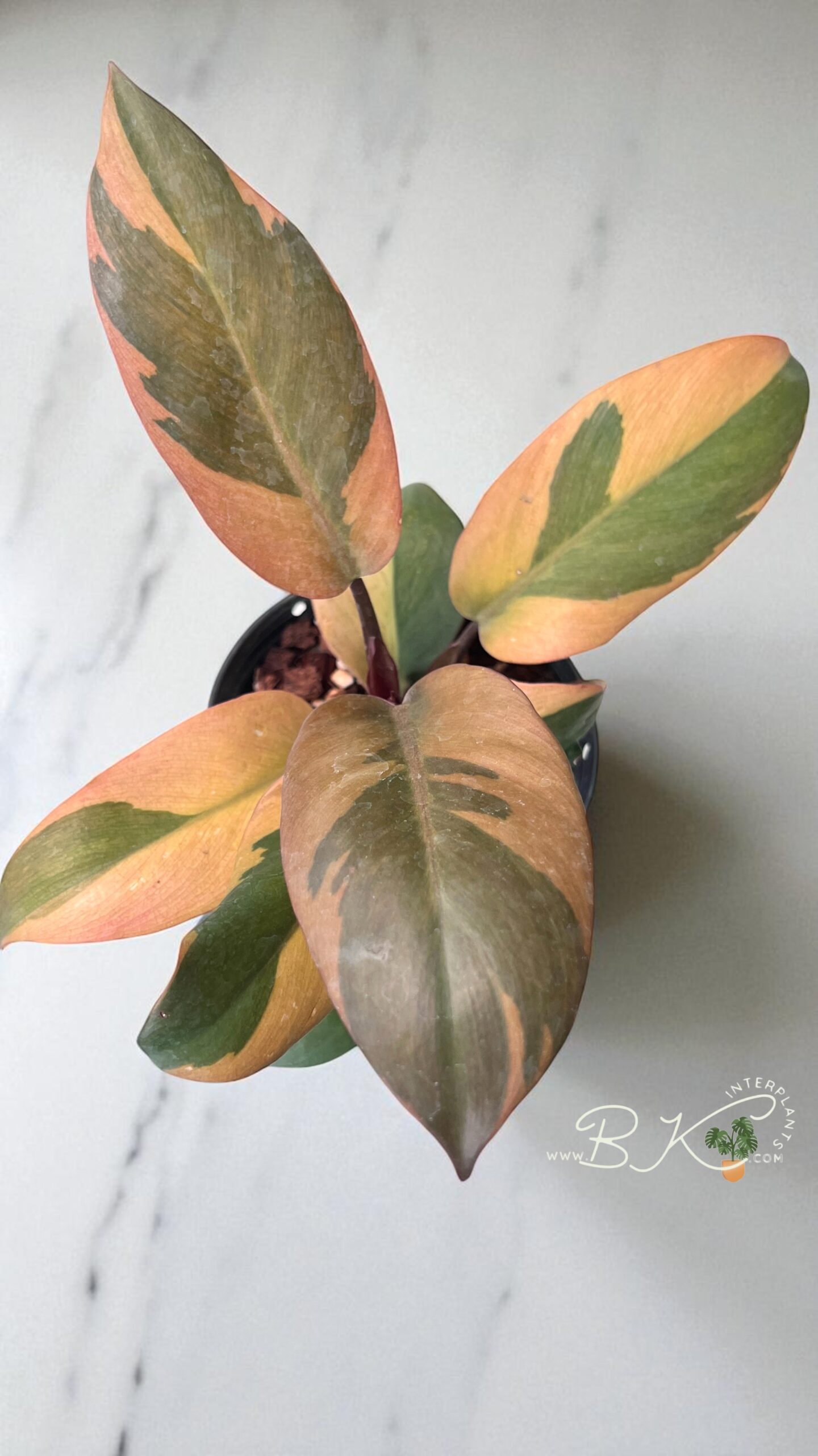 philodendron-black-cardinal-rare-aroid-plant-photoroom.jpg 5 Plants Philodendron Black Cadinal variegated size S - Image 1