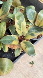 5 Plants Philodendron Black Cadinal variegated size S - Image 3