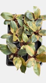 Philodendron Black Cardinal Variegated wholesale lot