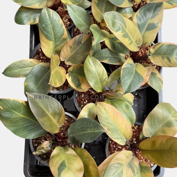 Philodendron Black Cardinal Variegated wholesale lot
