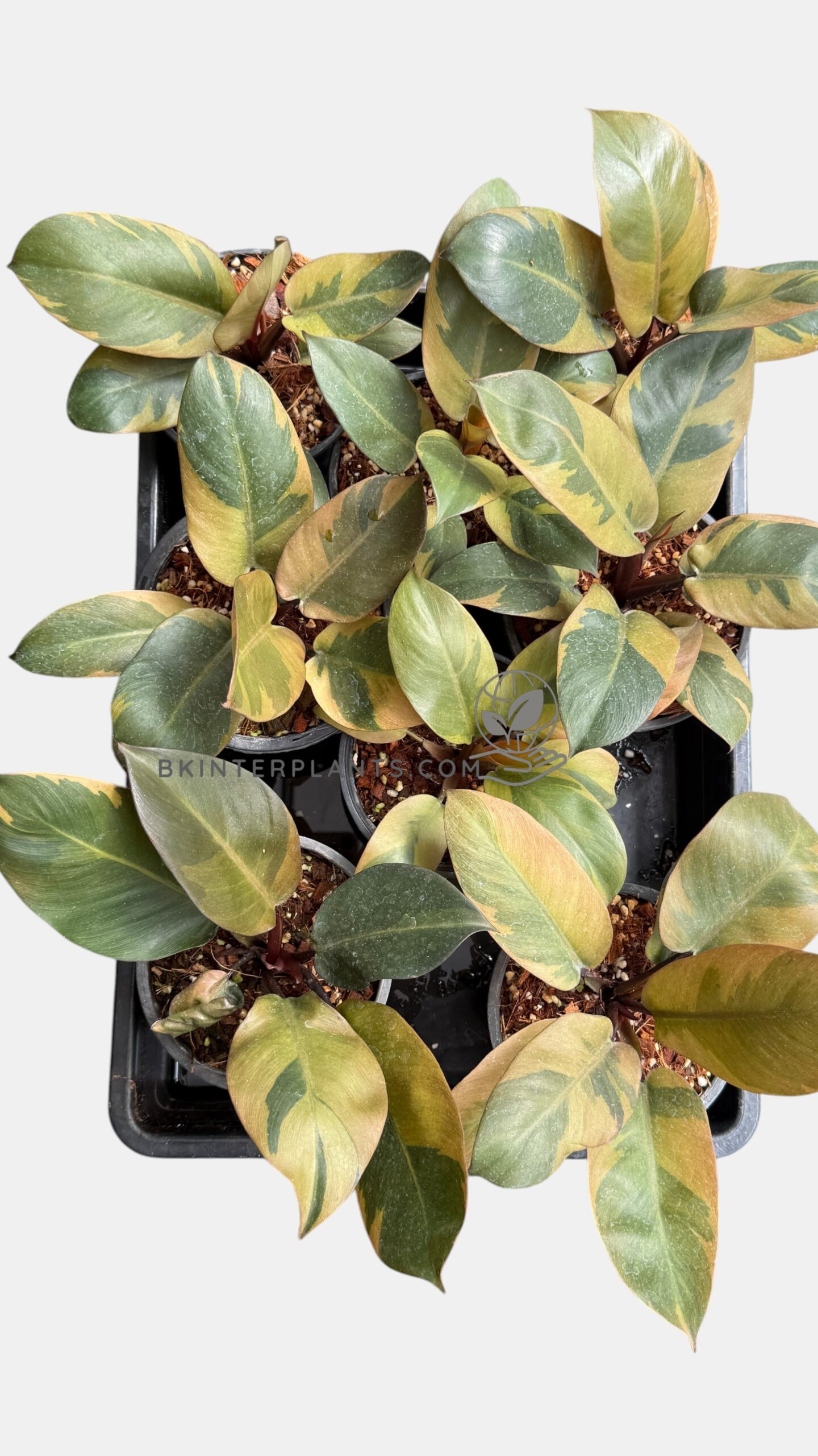 philodendron-black-cardinal-rare-aroid-plant22 Philodendron Black Cardinal Variegated wholesale lot