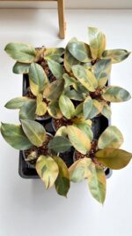 10 Plants Philodendron Black Cadinal variegated size S - Image 2