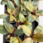 Philodendron Black Cardinal Variegated with rare cream and pinkish variegation on dark foliage.