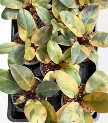 Philodendron Black Cardinal Variegated with rare cream and pinkish variegation on dark foliage.