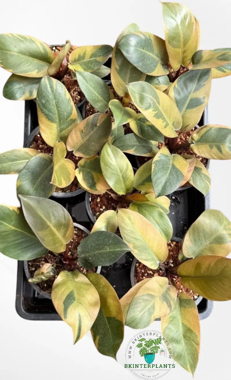 philodendron-black-cardinal-variegated-rare-plans Philodendron Black Cardinal Variegated with rare cream and pinkish variegation on dark foliage.