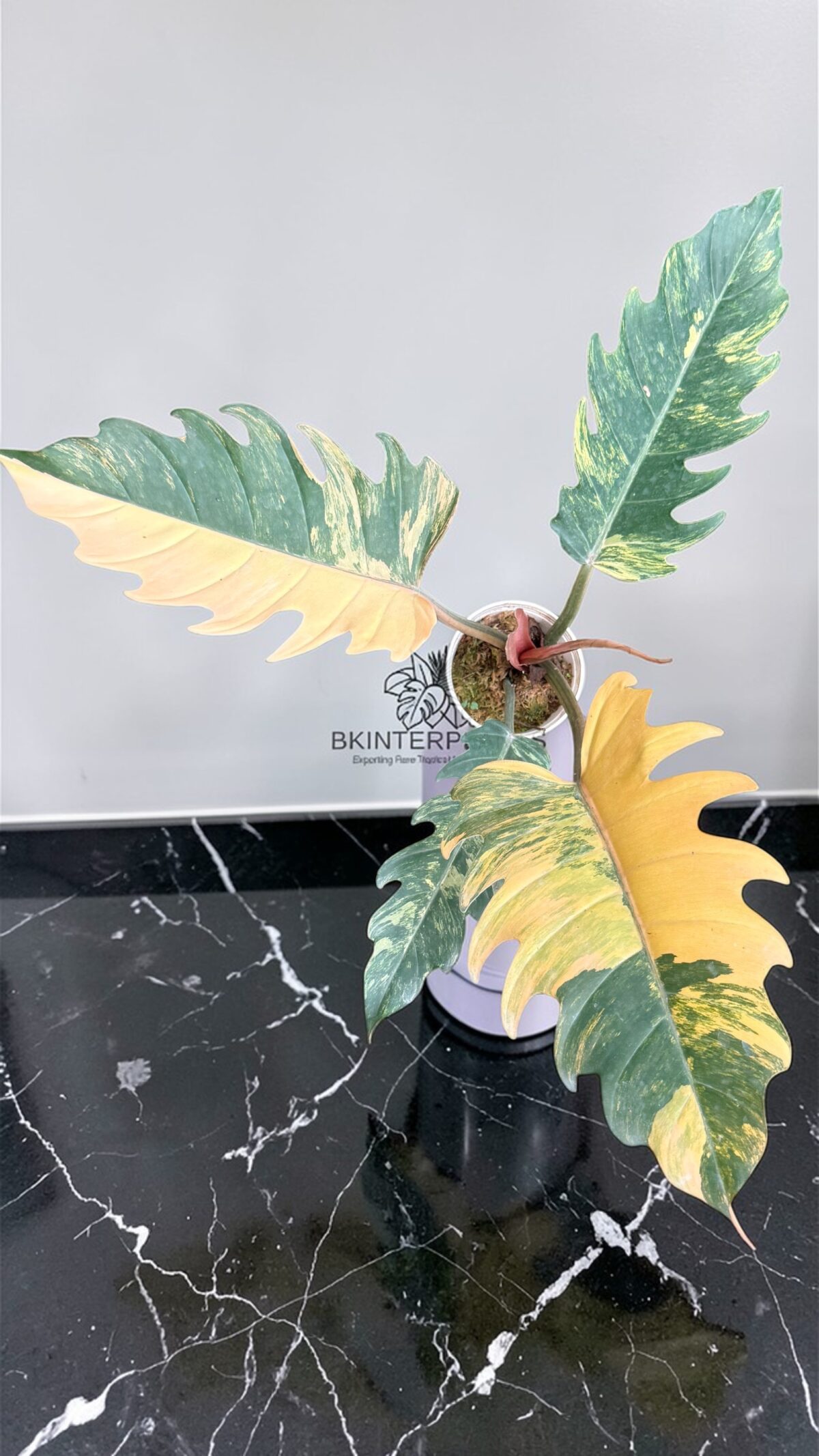 Caramel Marble Variegated High Quality - BK Interplants