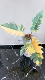 Caramel Marble Variegated High Quality - BK Interplants