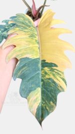 Philodendron Caramel Marble Variegated - Rare Aroid - BK Interplants