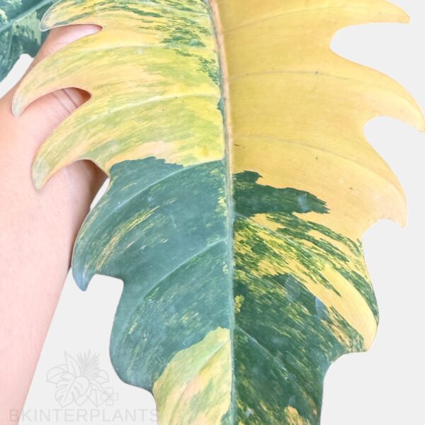 Philodendron Caramel Marble Variegated - Rare Aroid - BK Interplants