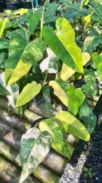Close up Philodendron Domesticum Variegated Leaf Pattern - BK Interplants