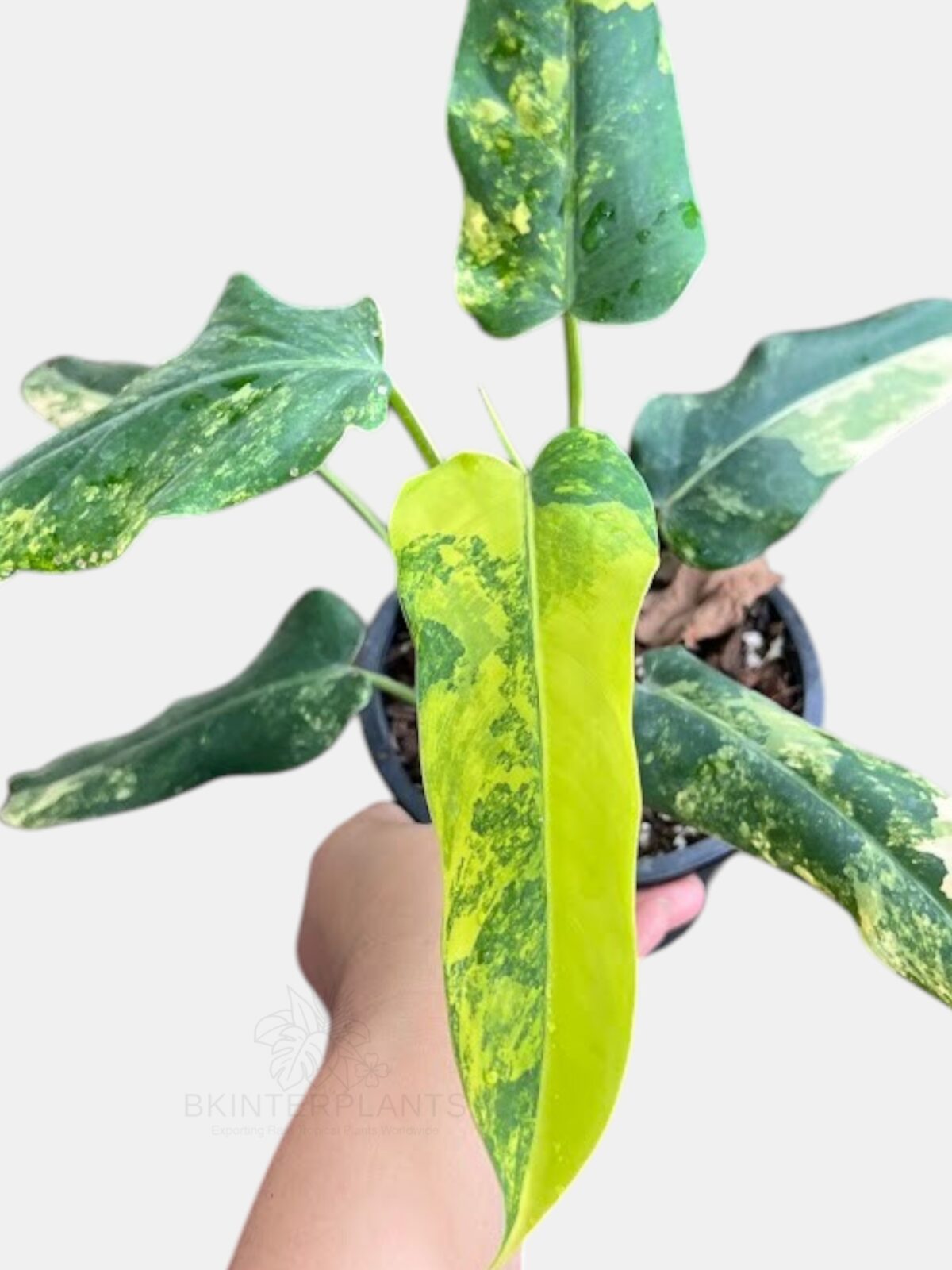 5 Plants Philodendron Domesticum Variegated - Image 2
