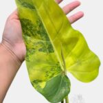 Philodendron Domesticum Variegated - Rare White Variegated Aroid - BK Interplants