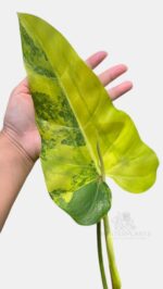 Philodendron Domesticum Variegated - Rare White Variegated Aroid - BK Interplants