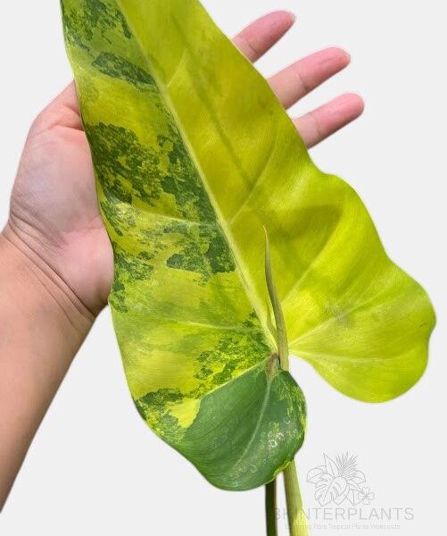 Philodendron Domesticum Variegated - Rare White Variegated Aroid - BK Interplants