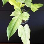 Philodendron Golden Dragon Mint Variegated