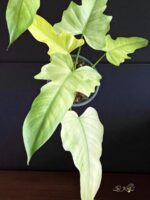 Philodendron Golden Dragon Mint Variegated