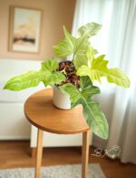 Philodendron Golden Dragon Mint Variegated - Image 2