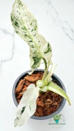 Philodendron Emerald Ice Variegated - Image 3